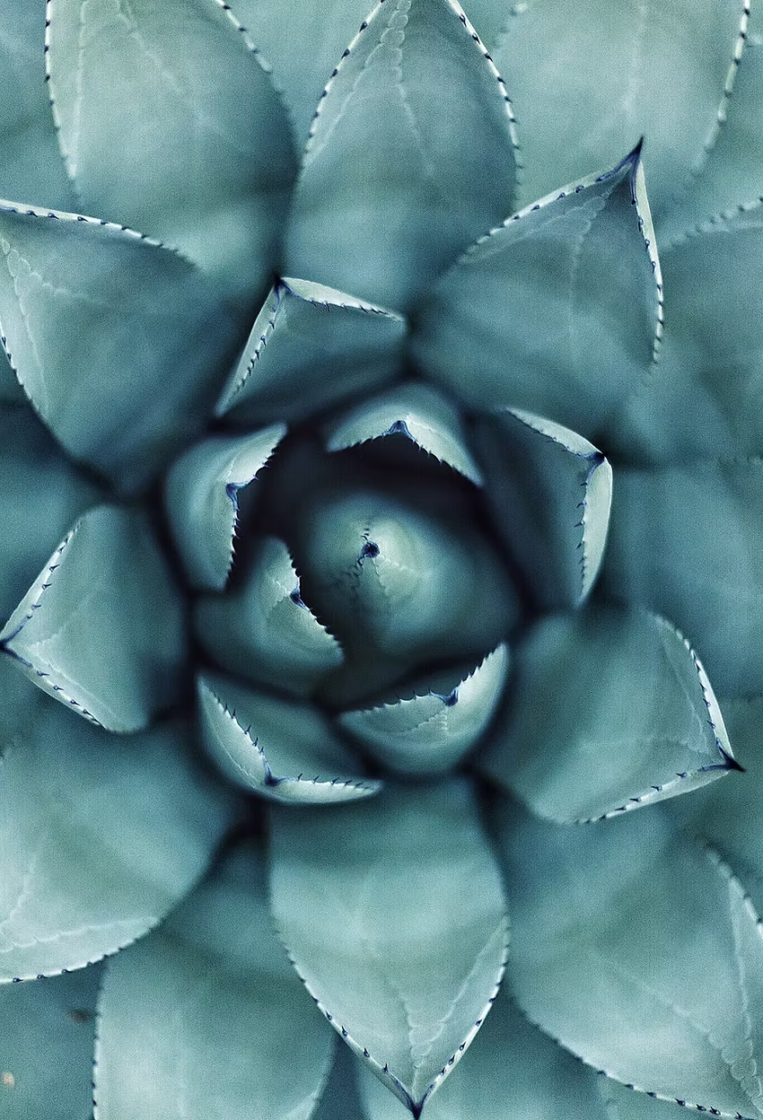 Soothing succulent close-up